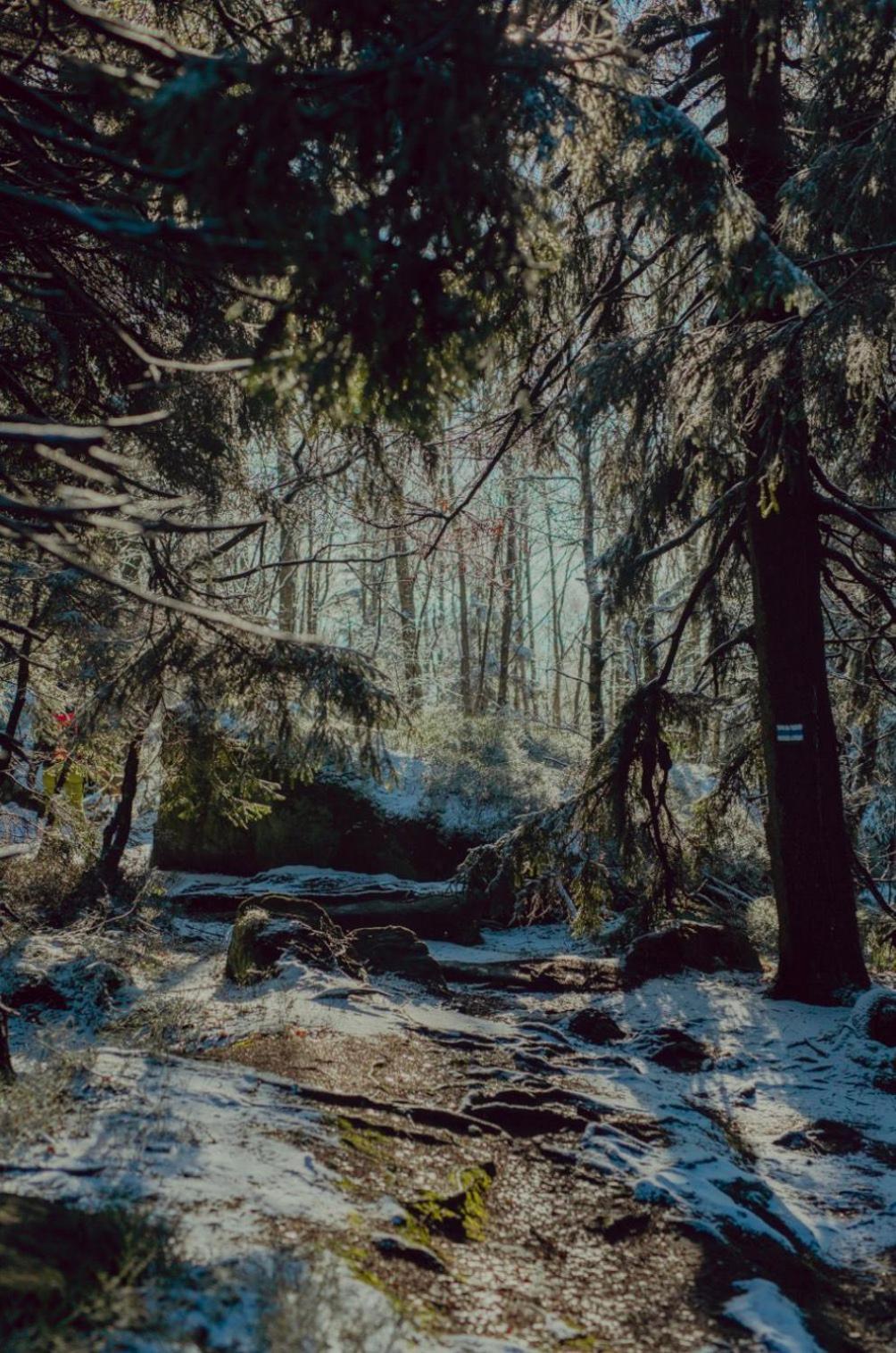 Wataha Pod Basztami - Wadera - Domki Caloroczne Radkow Exterior foto
